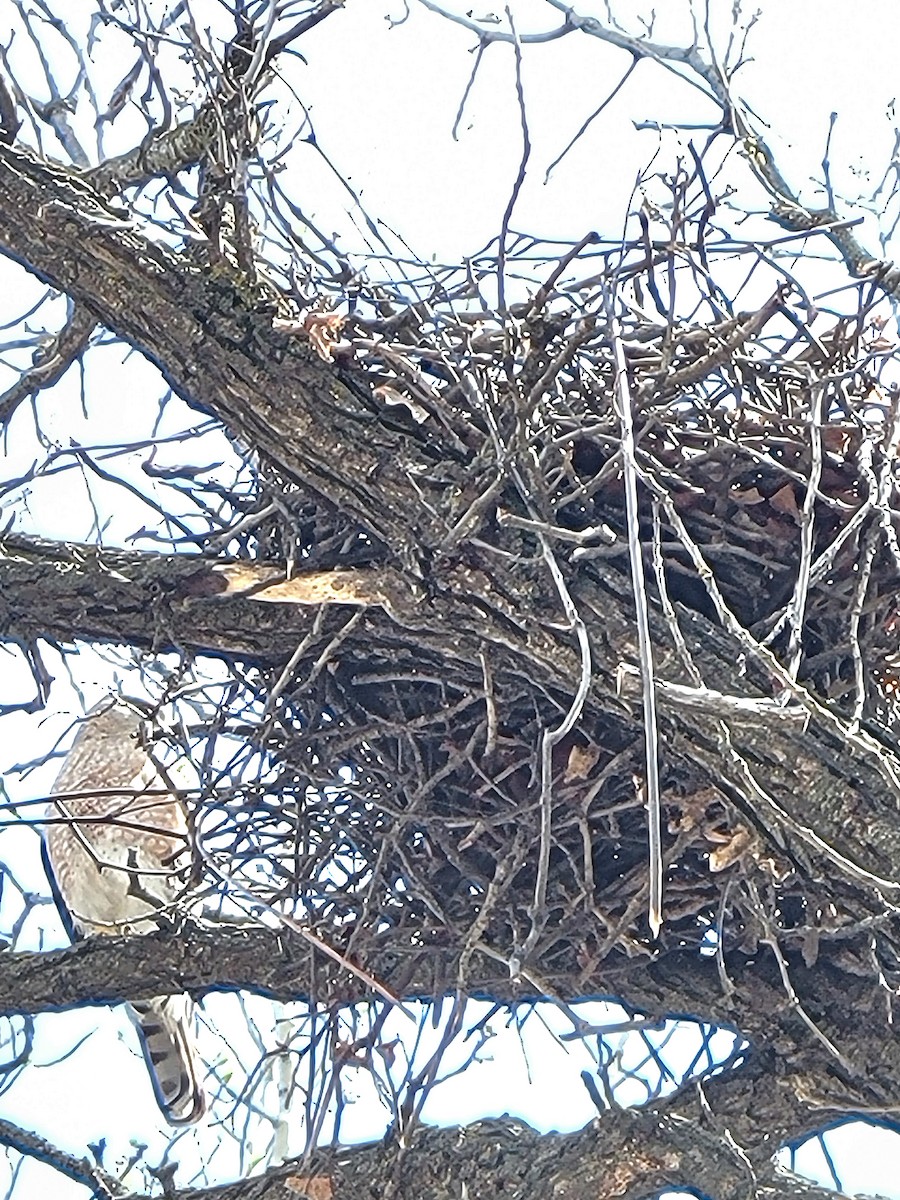 Cooper's Hawk - ML570440481