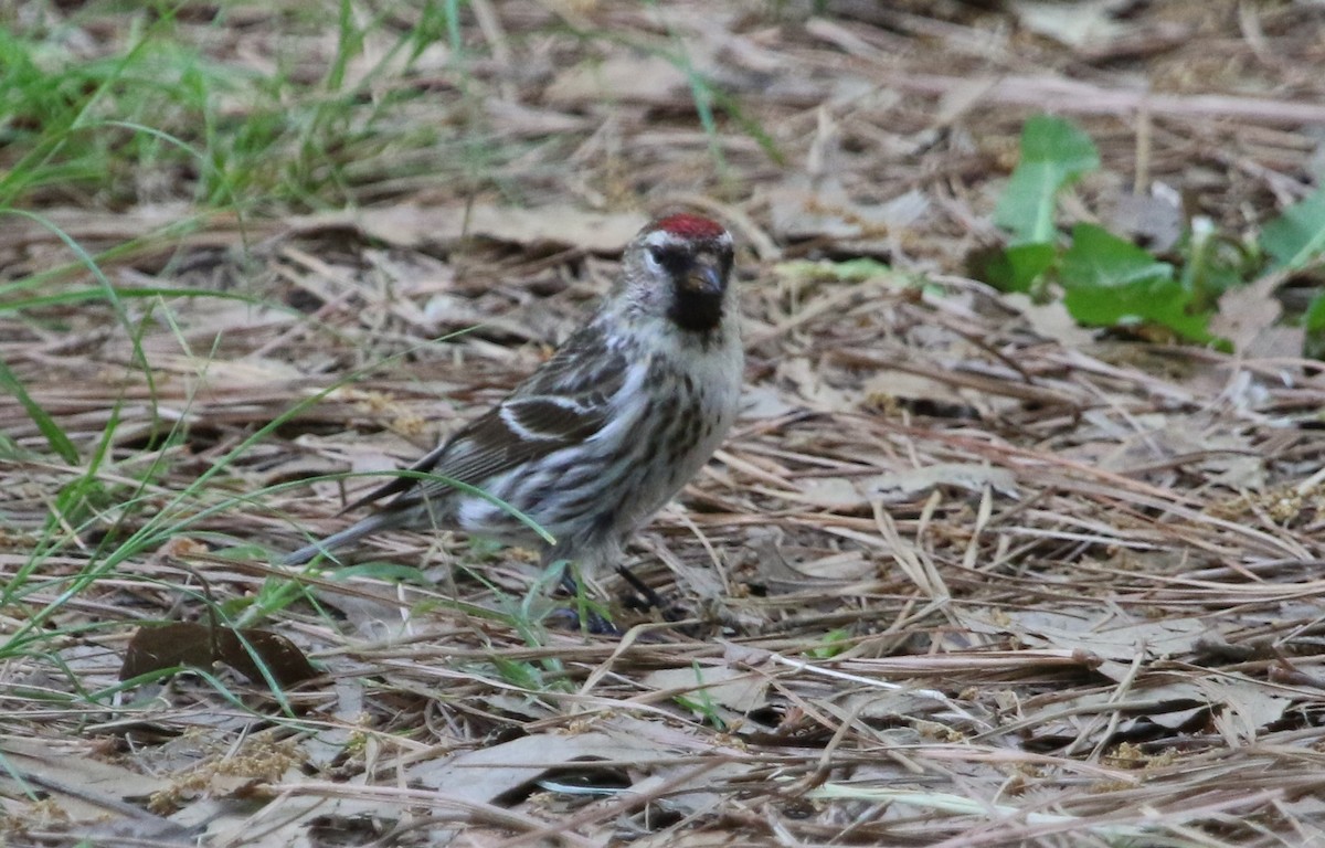 普通朱頂雀 - ML570440771