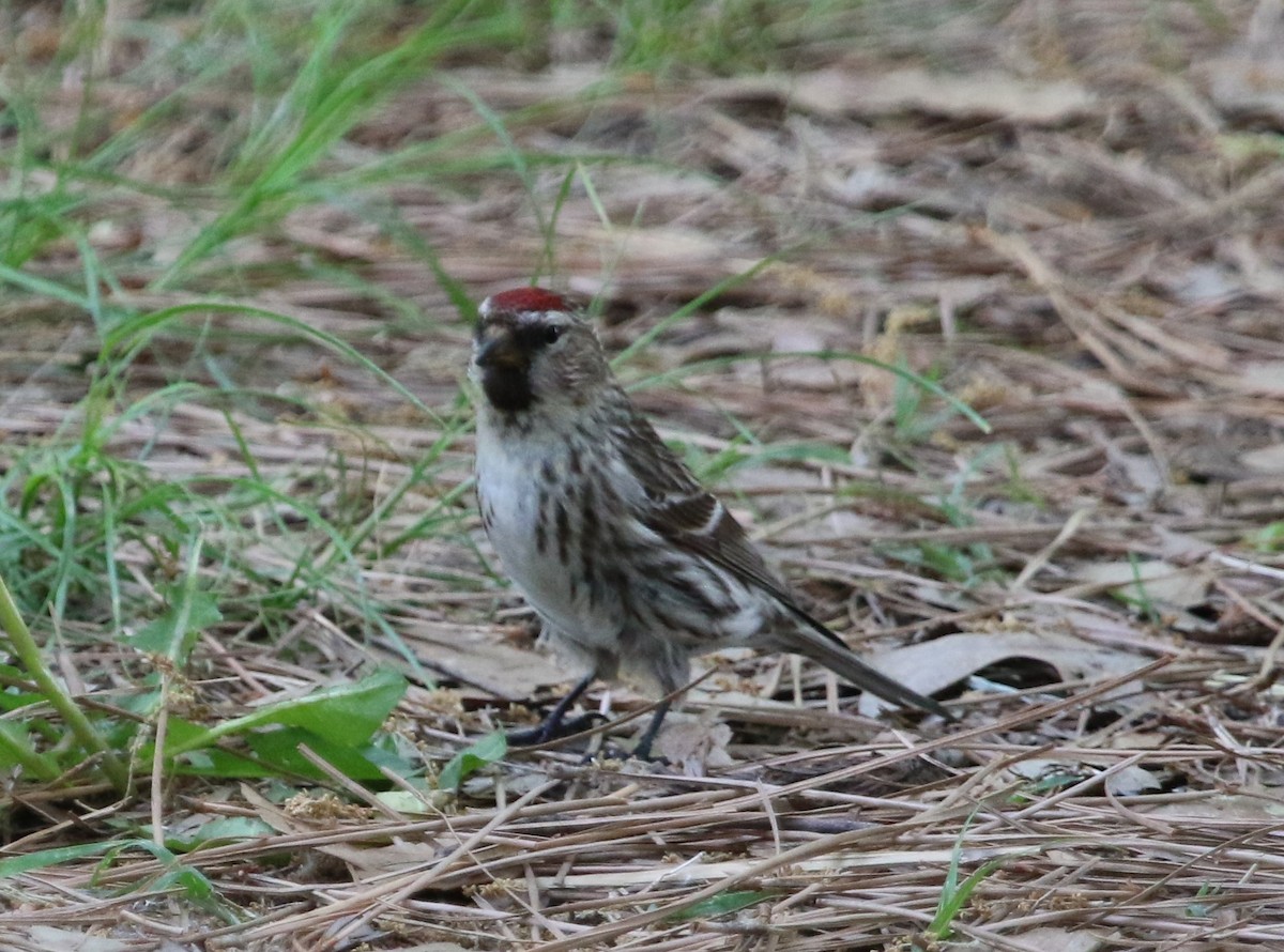 Redpoll (Common) - ML570440781