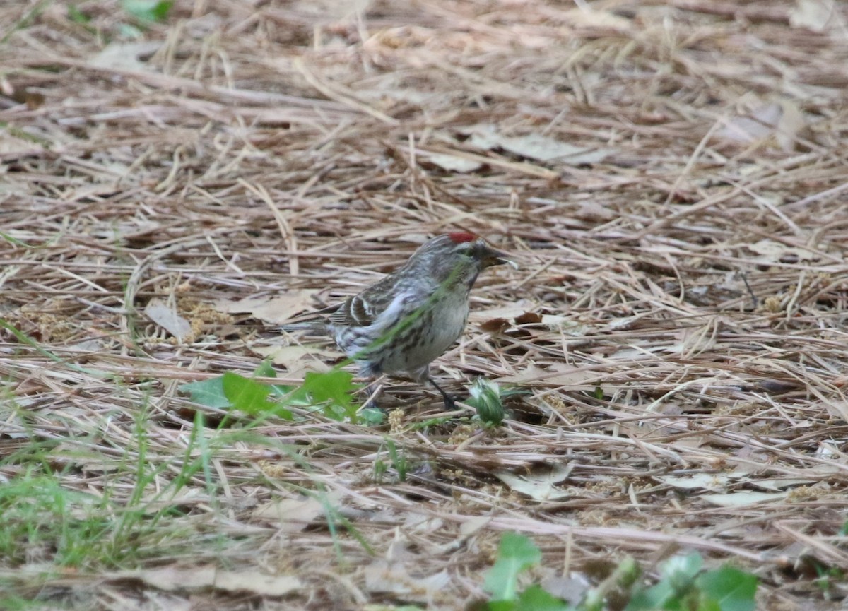 普通朱頂雀 - ML570440791