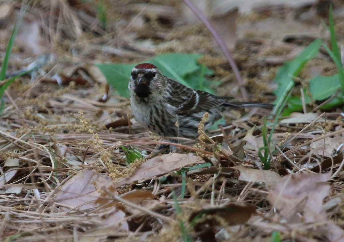 Redpoll (Common) - ML570440811