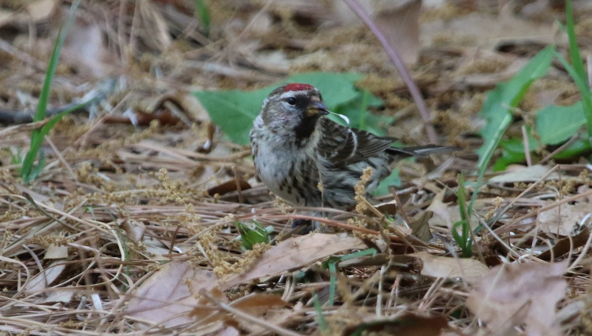 Redpoll (Common) - Jeff Dale