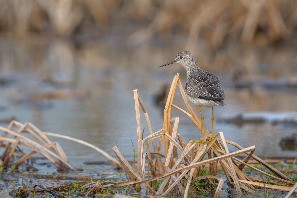 Lesser Yellowlegs - ML570441281