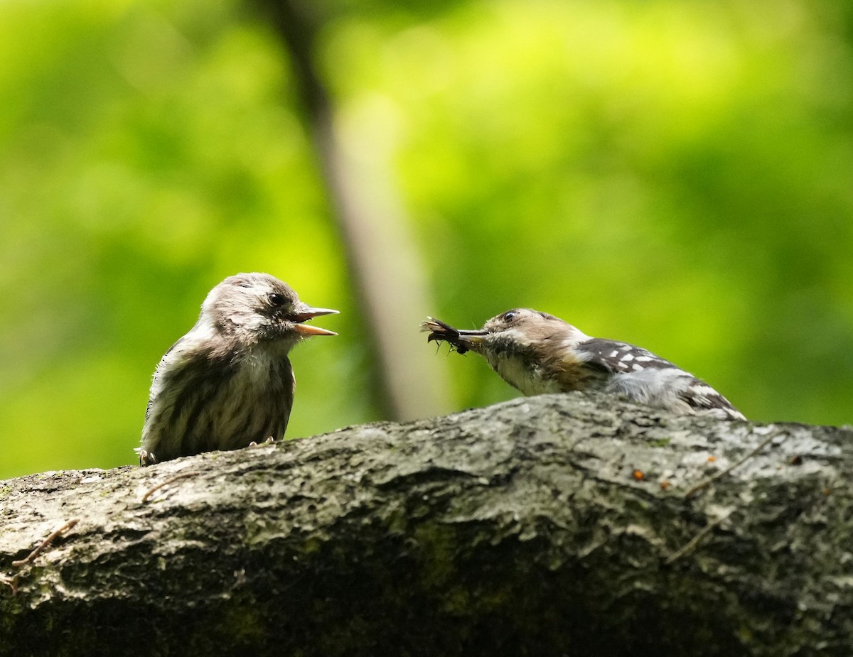 Japanese Pygmy Woodpecker - ML570441411