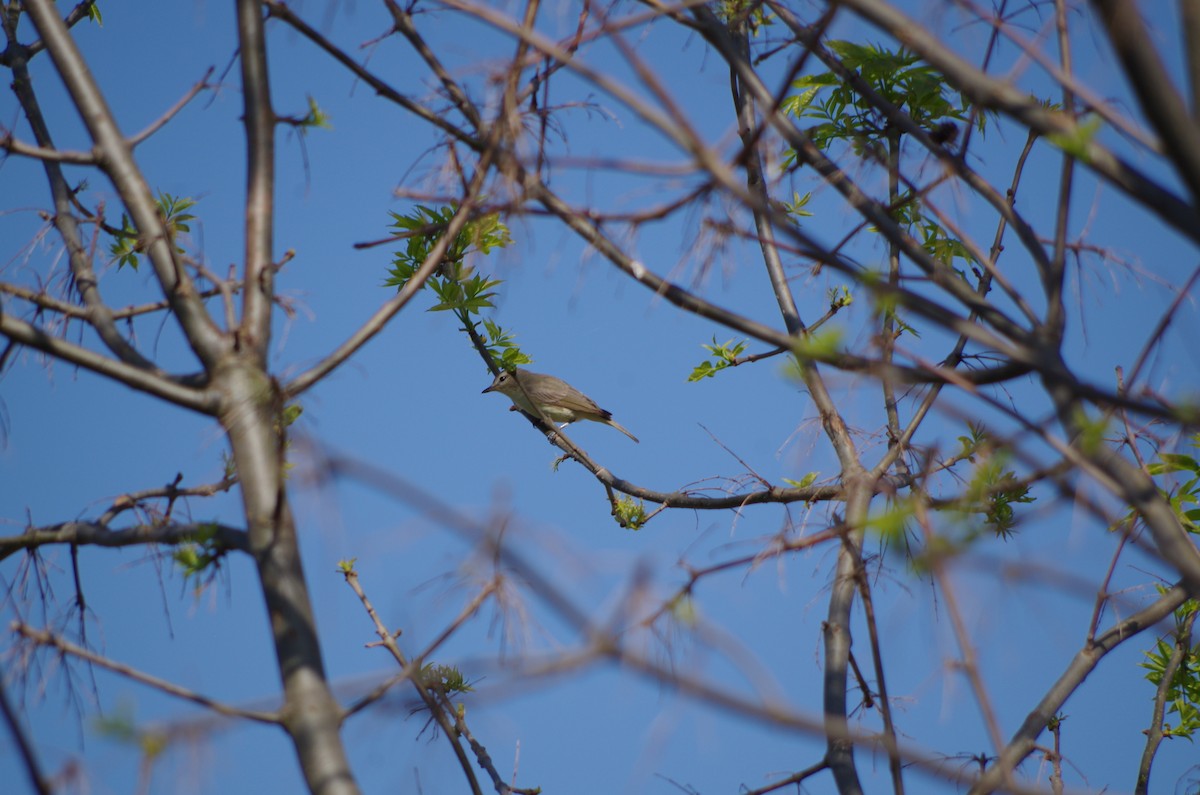 Warbling Vireo (Eastern) - ML570441441