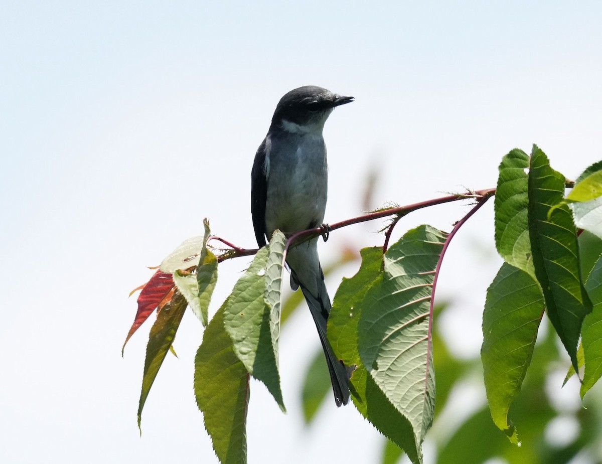 Ashy Minivet - ML570441611