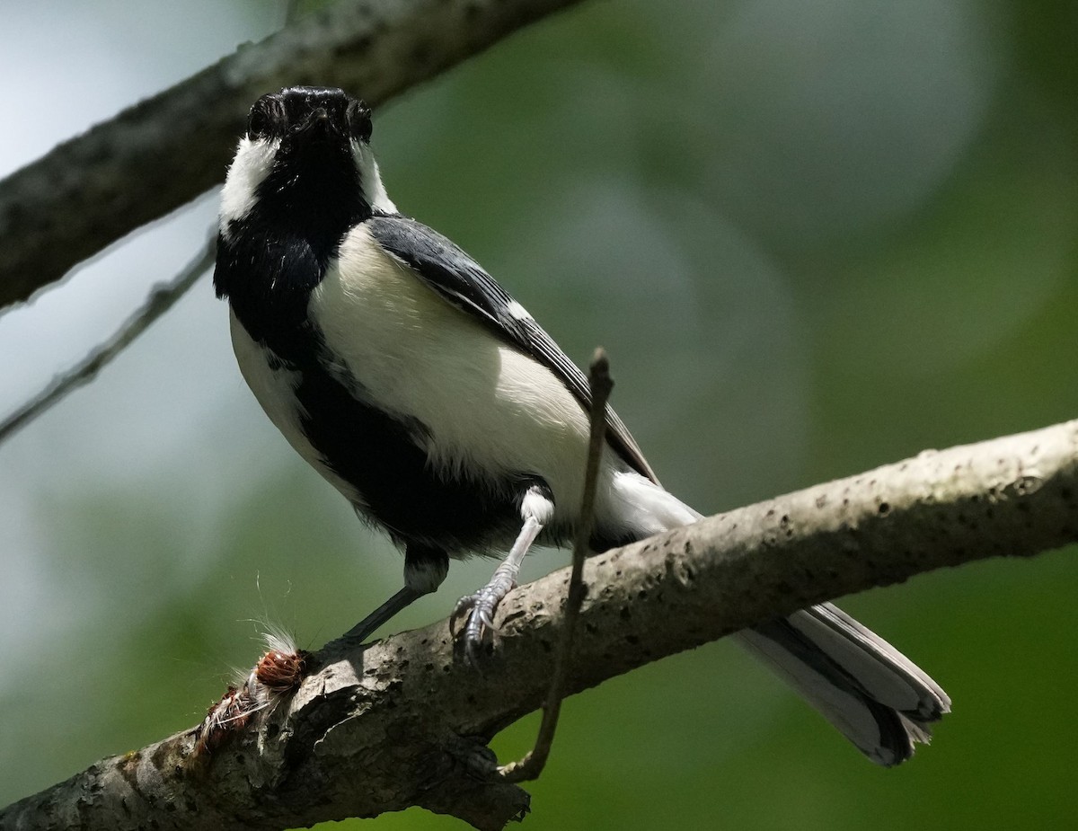 Asian Tit (Japanese) - ML570441771