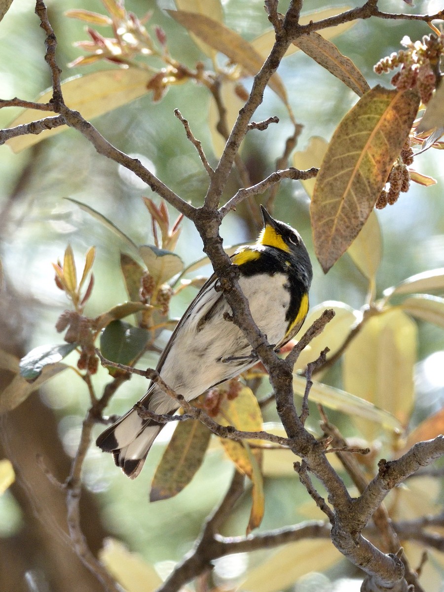 Yellow-rumped Warbler - ML570441881