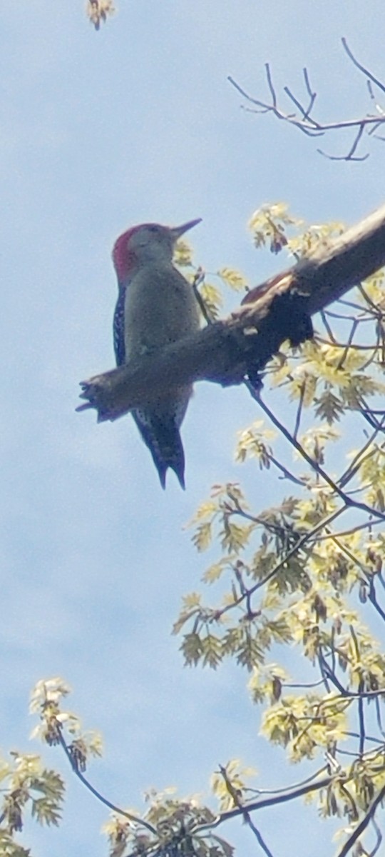 Red-bellied Woodpecker - ML570441901