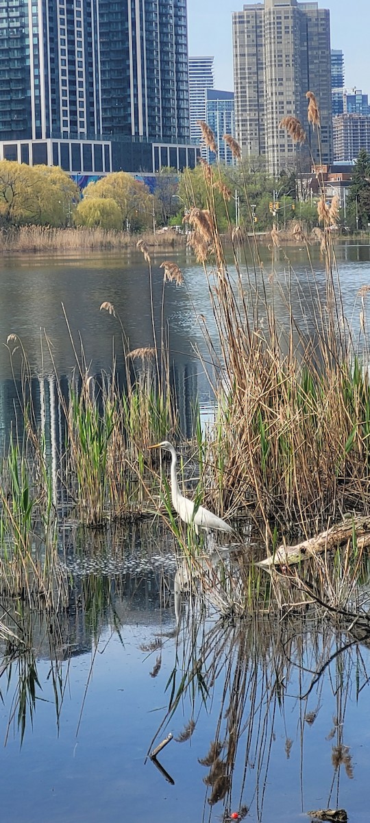 Great Egret - ML570442041