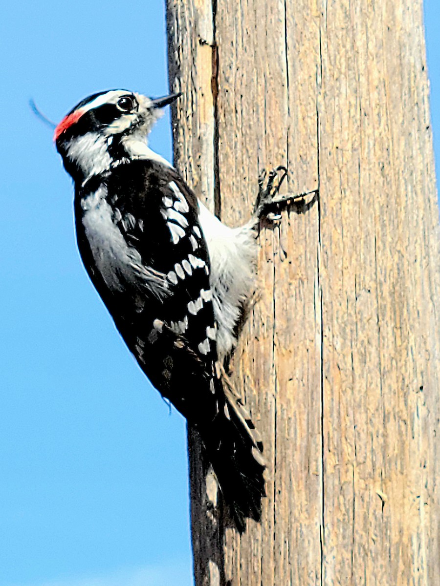 Downy Woodpecker - ML570442081