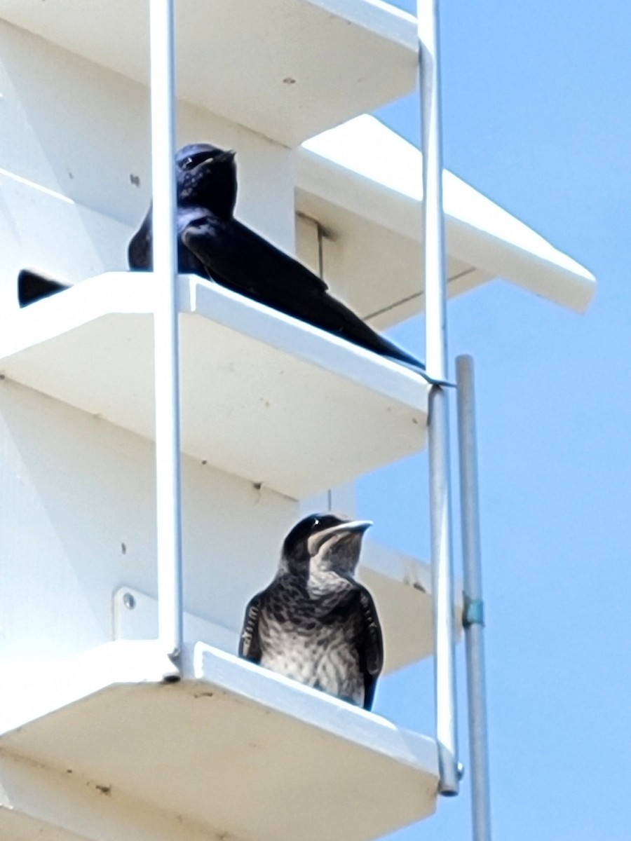 Purple Martin - ML570442241