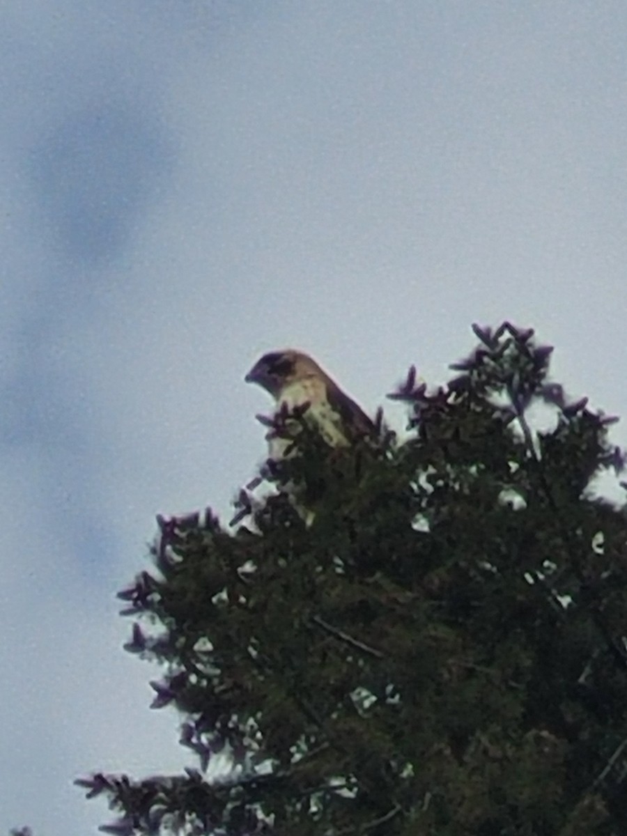 Red-tailed Hawk - ML570442271