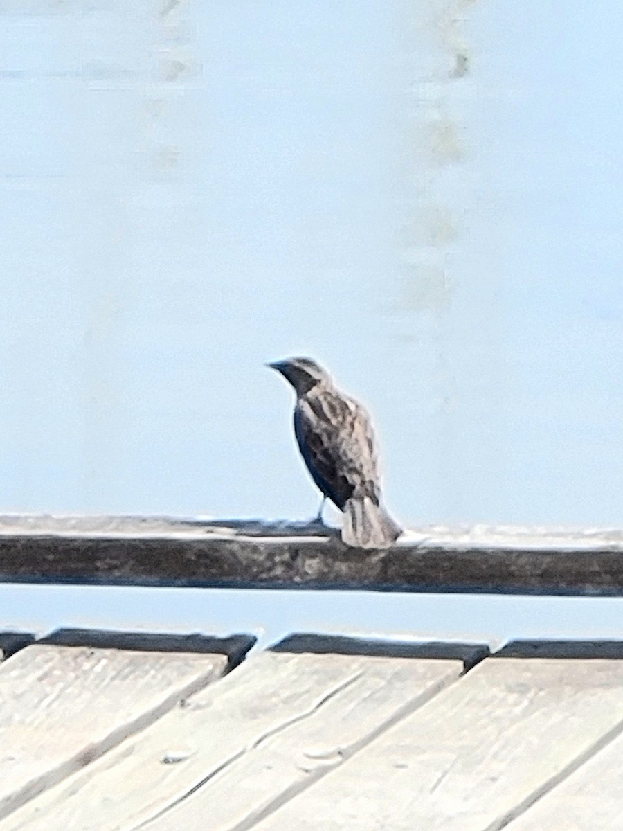 Red-winged Blackbird - ML570442791