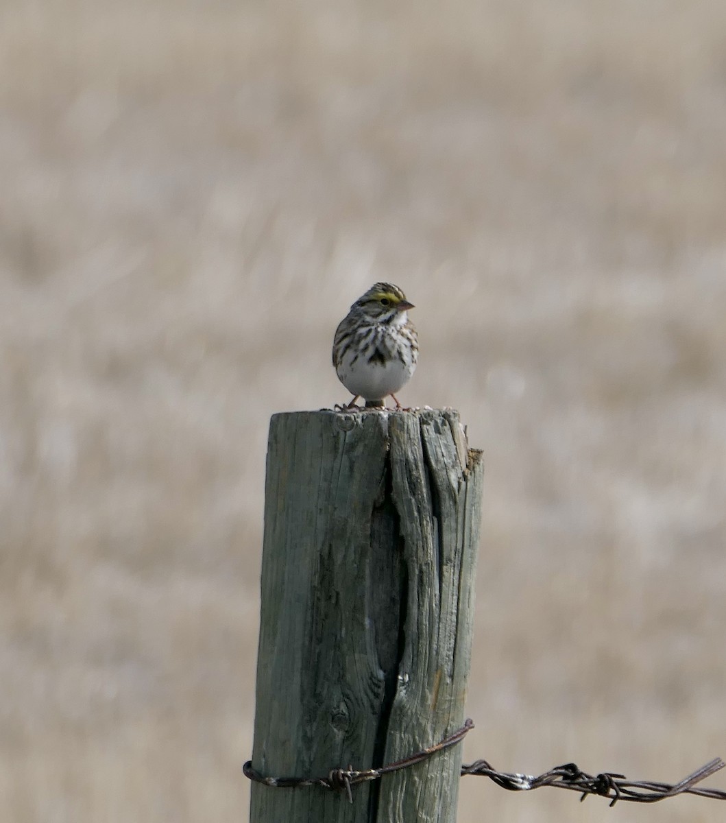 Savannah Sparrow - ML570443421