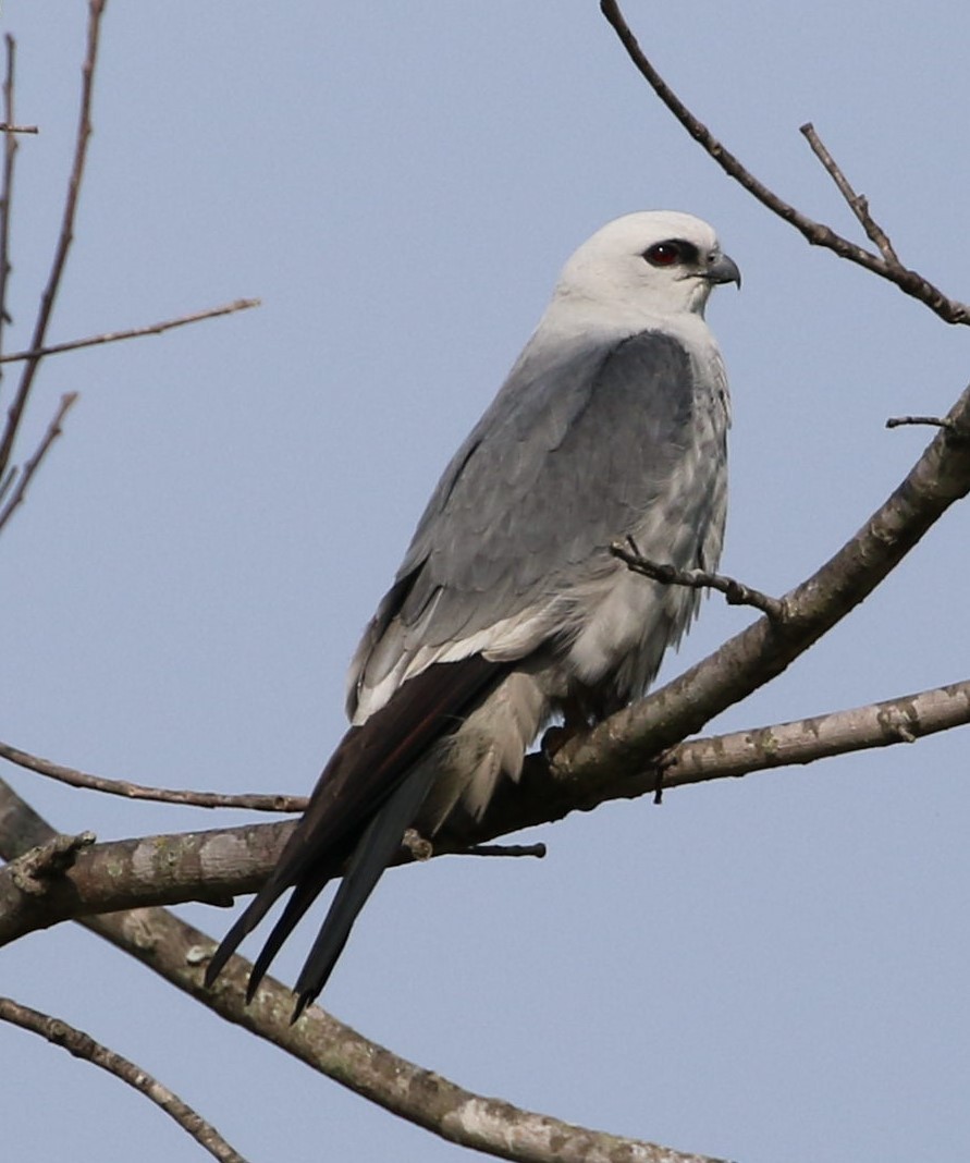 Mississippi Kite - Timothy Thompson