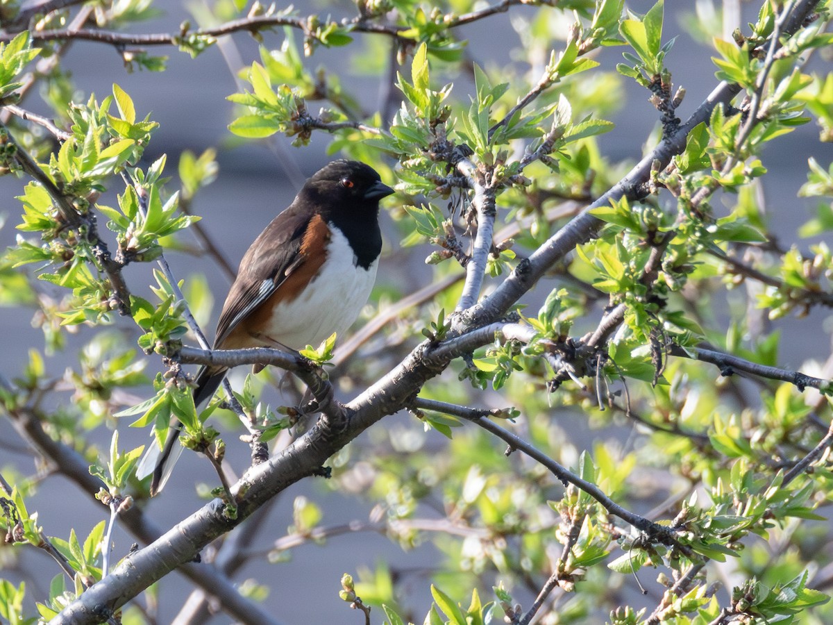 Eastern Towhee - ML570447311