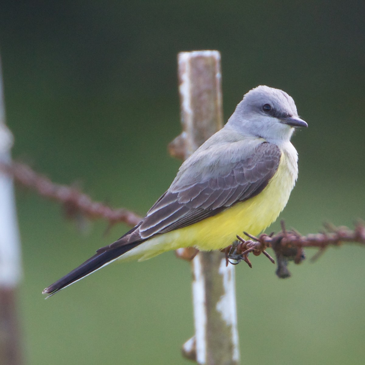 Western Kingbird - ML57045041