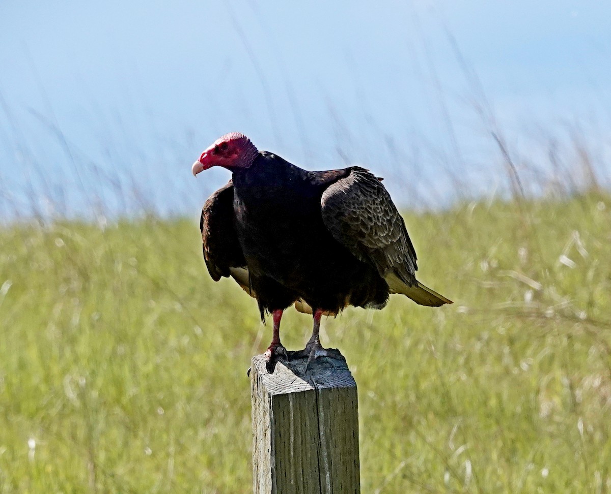 Turkey Vulture - Hank Heiberg