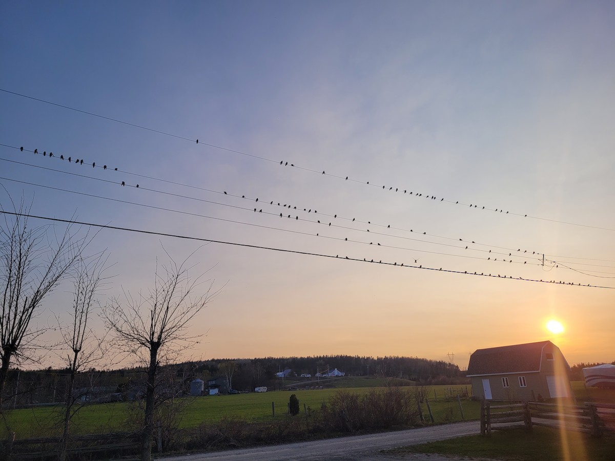 Tree Swallow - Jessé Roy-Drainville