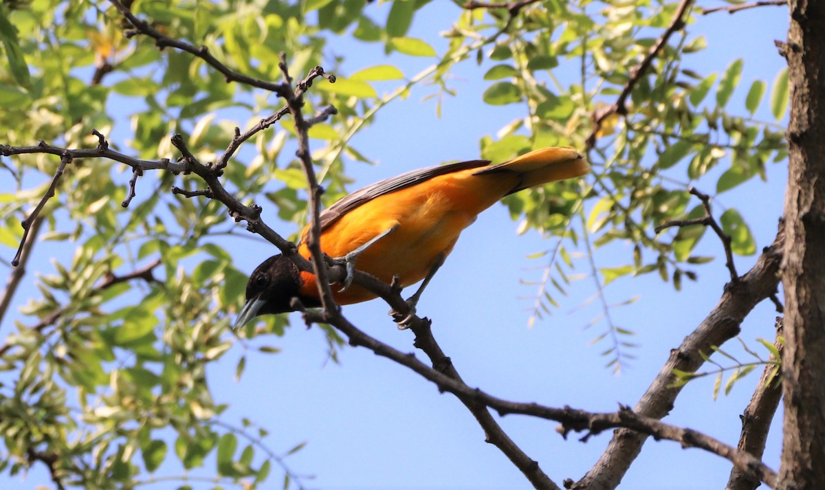 Baltimore Oriole - ML570453771
