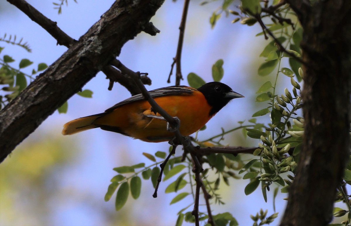 Baltimore Oriole - ML570453781