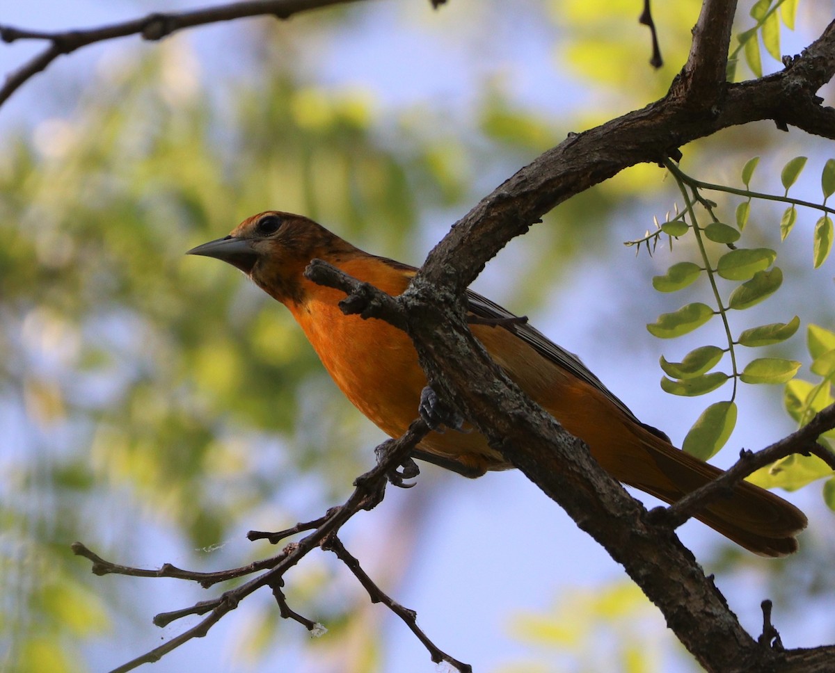 Baltimore Oriole - ML570453791