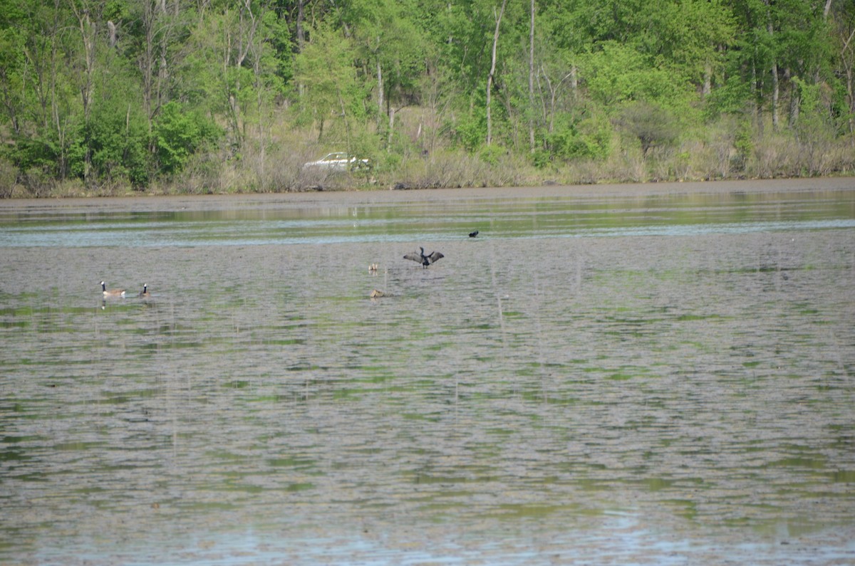 Double-crested Cormorant - ML570454251