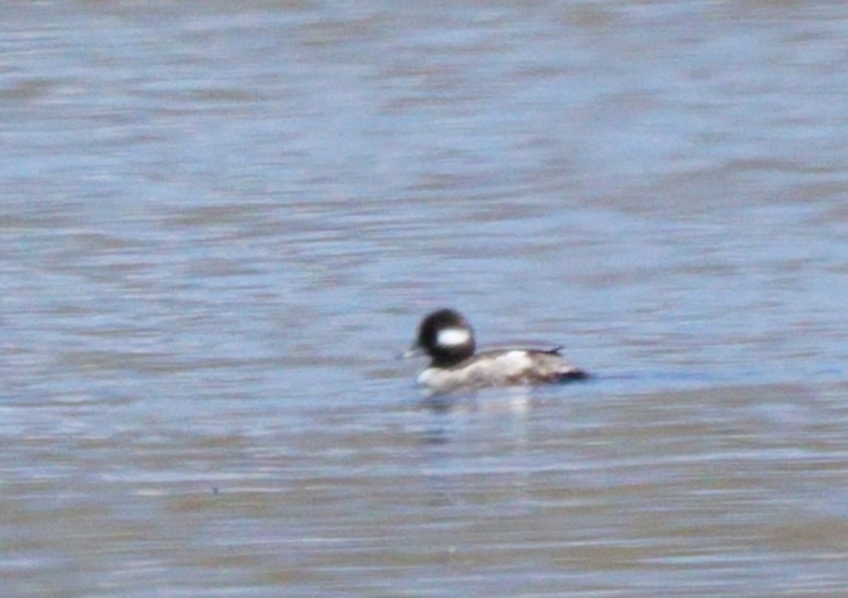 Bufflehead - Rose Marx