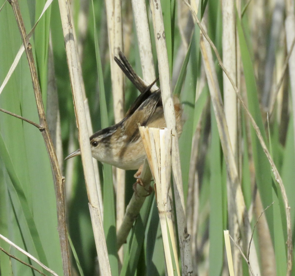 Marsh Wren - ML570456171