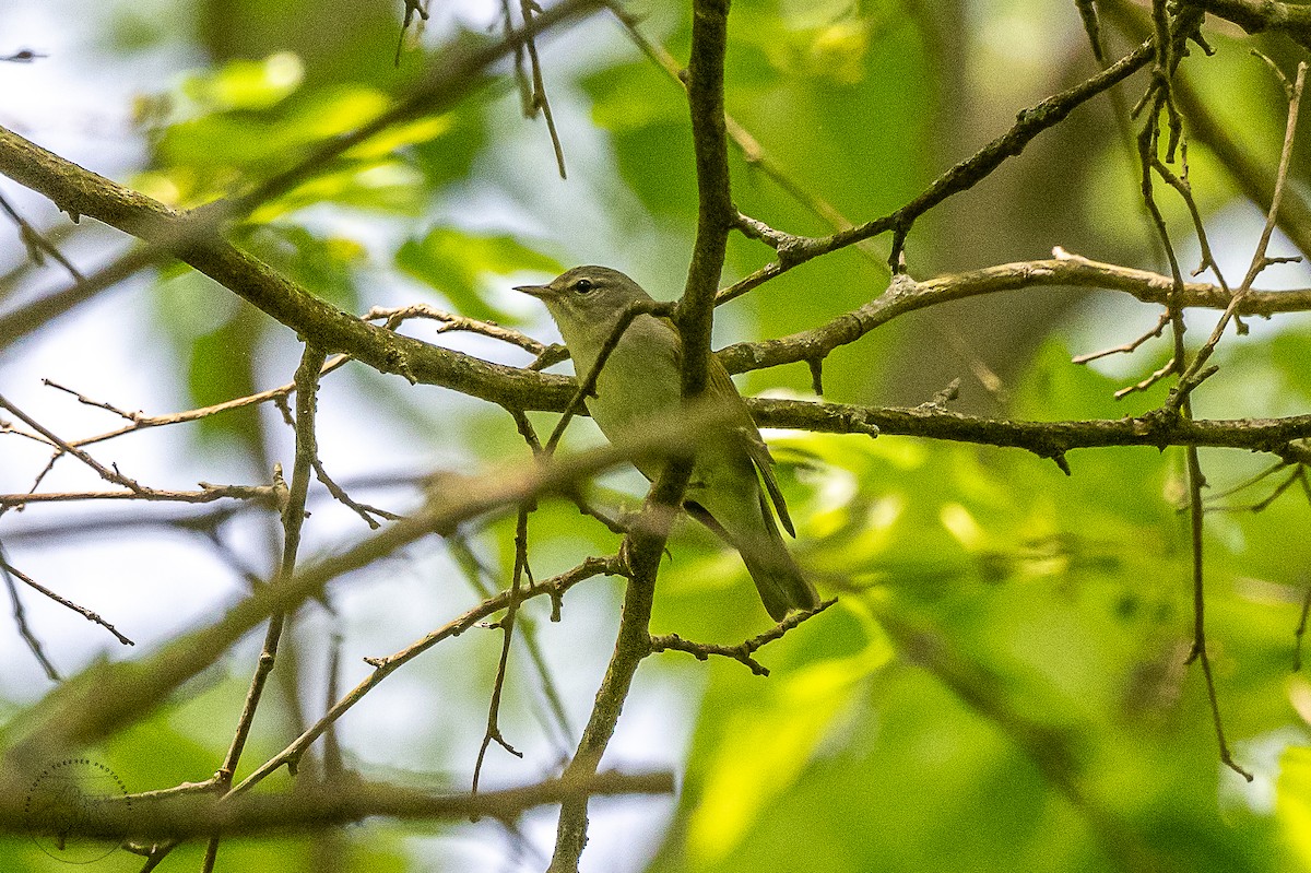 Tennessee Warbler - ML570457231