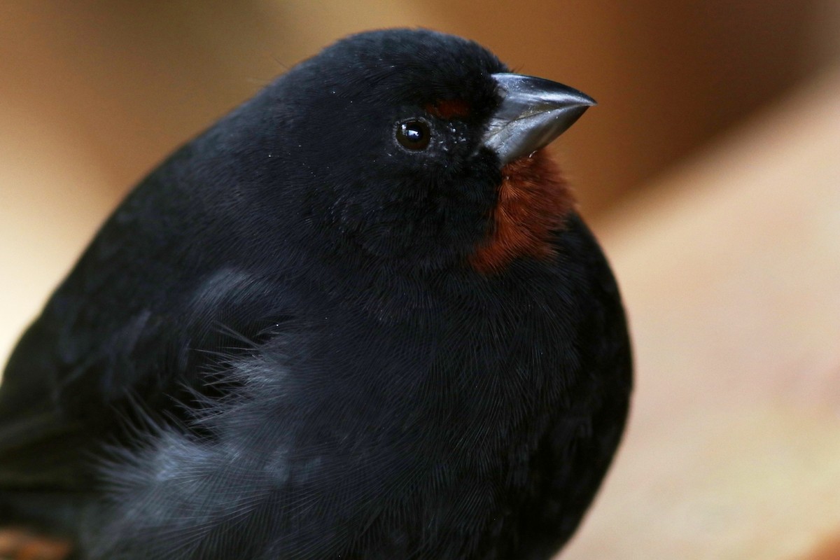 Lesser Antillean Bullfinch - ML570457581