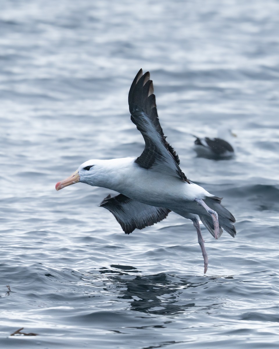 Black-browed Albatross - ML570457721