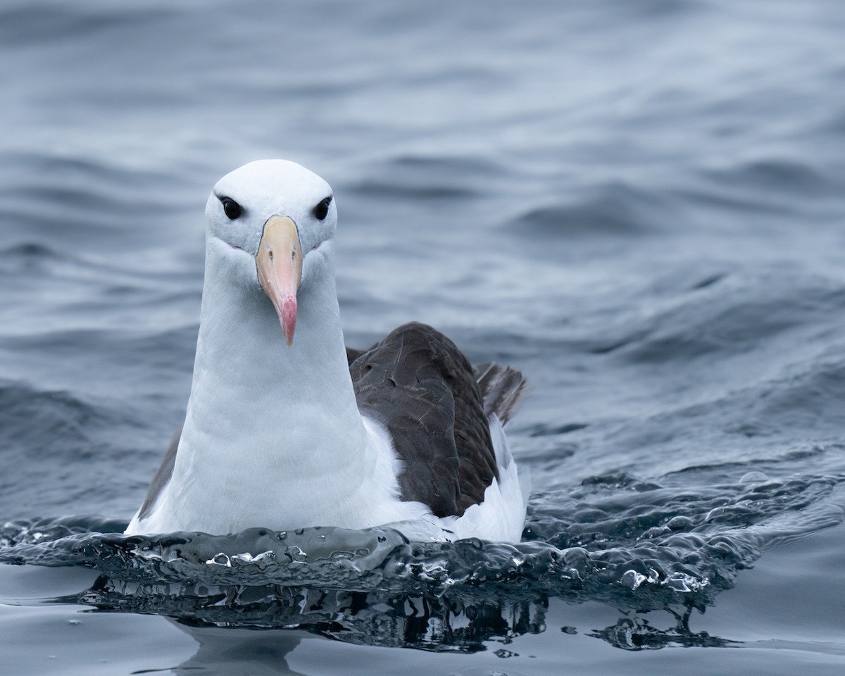 Black-browed Albatross - ML570457731