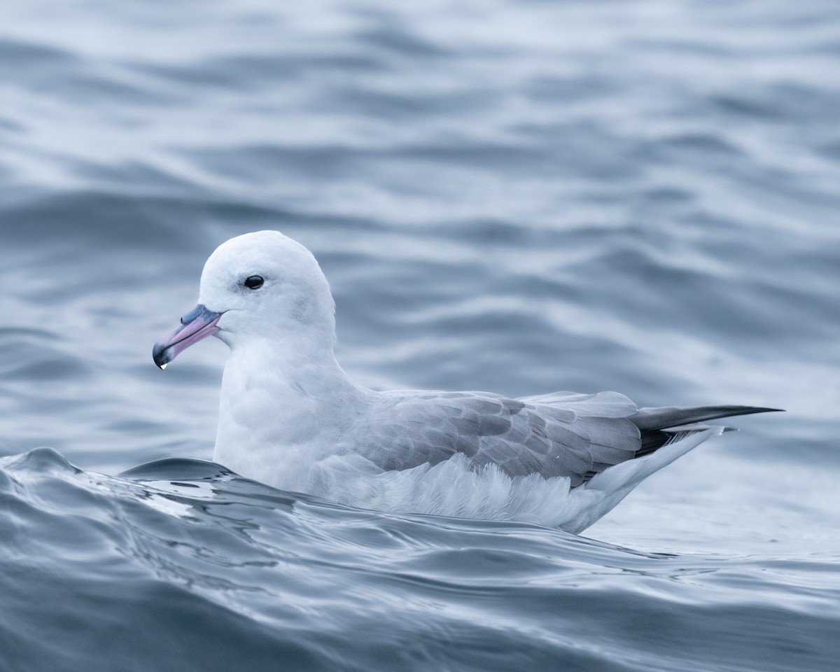 Southern Fulmar - ML570457841