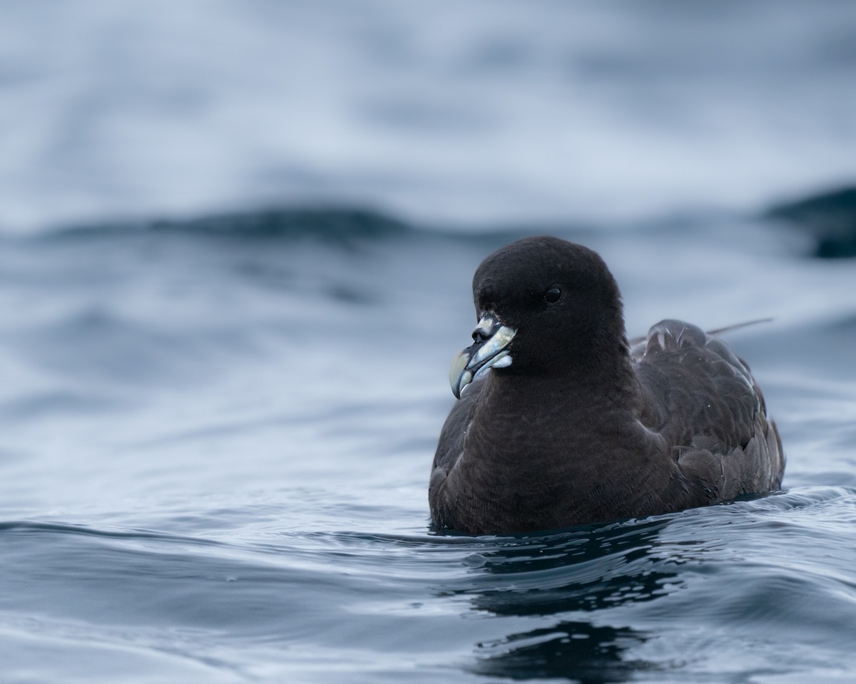 White-chinned Petrel - ML570457941