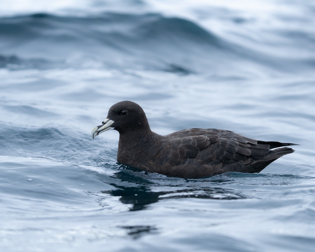 White-chinned Petrel - ML570457951