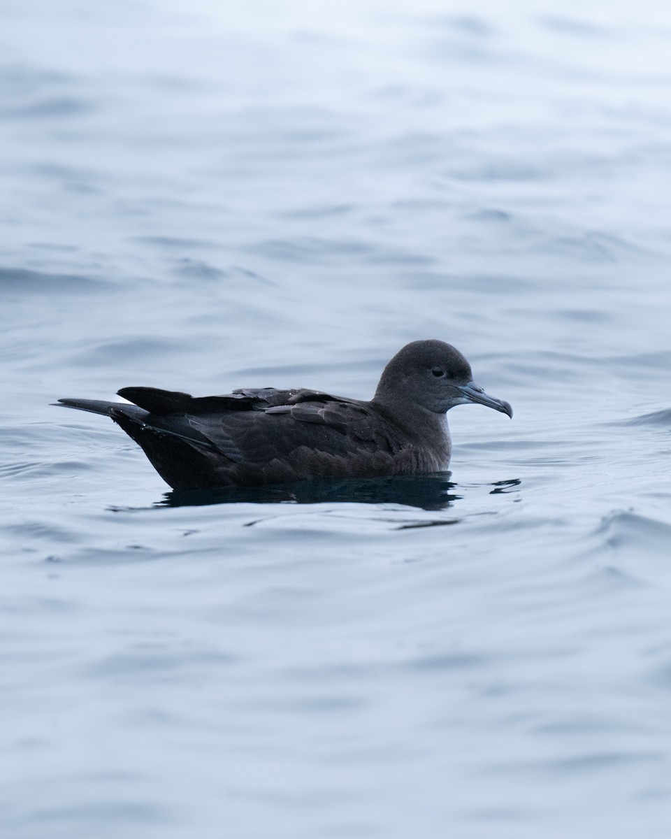 Sooty Shearwater - ML570457991