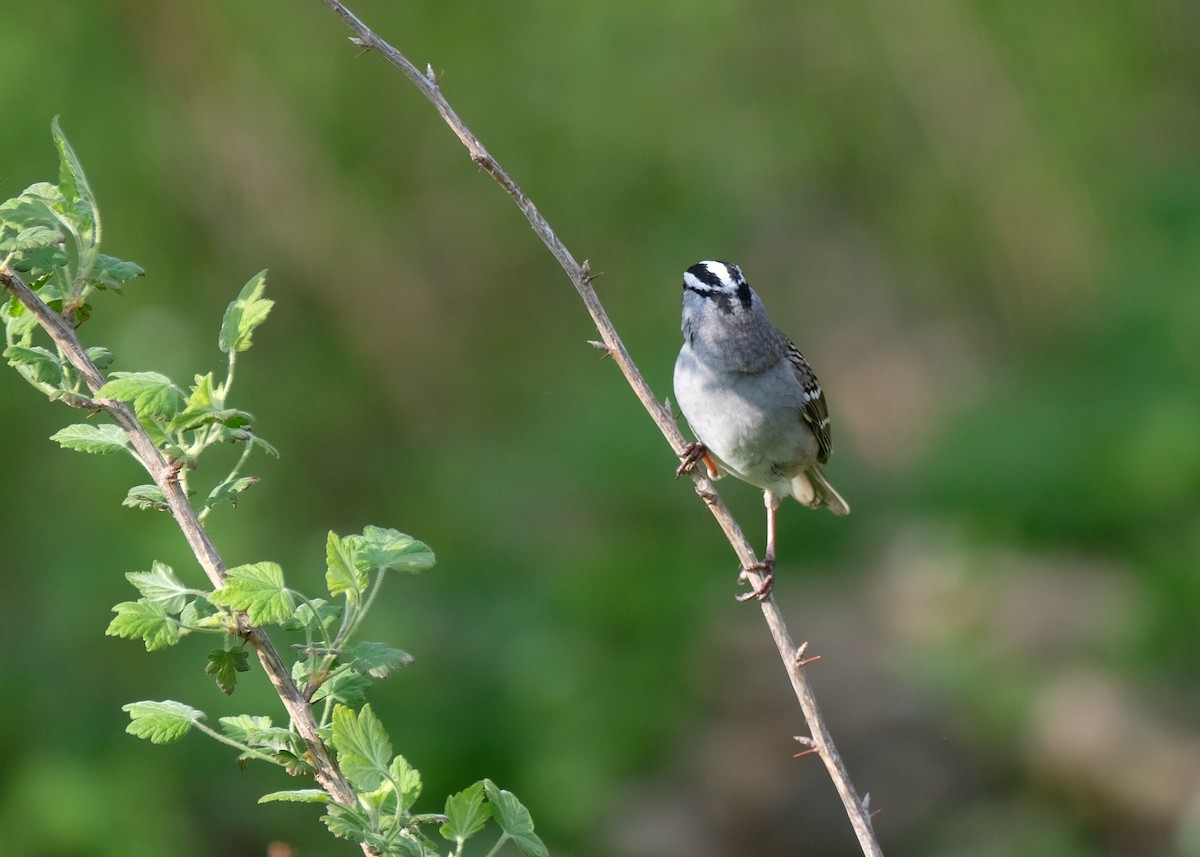 White-crowned Sparrow - ML570458491