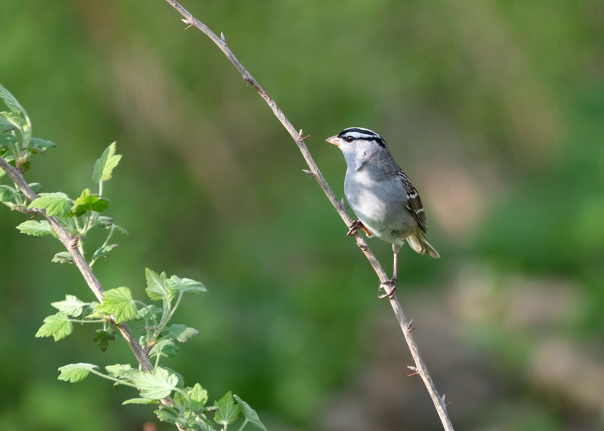 White-crowned Sparrow - ML570458501