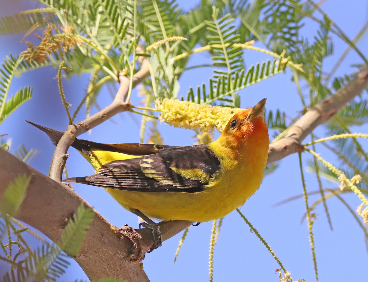 Western Tanager - Dale Clark