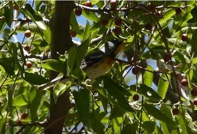 Northern Parula - ML57045981