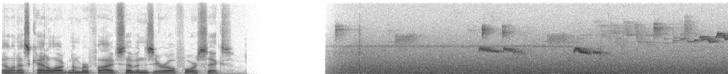 Graubrust-Schnäppertyrann - ML57046