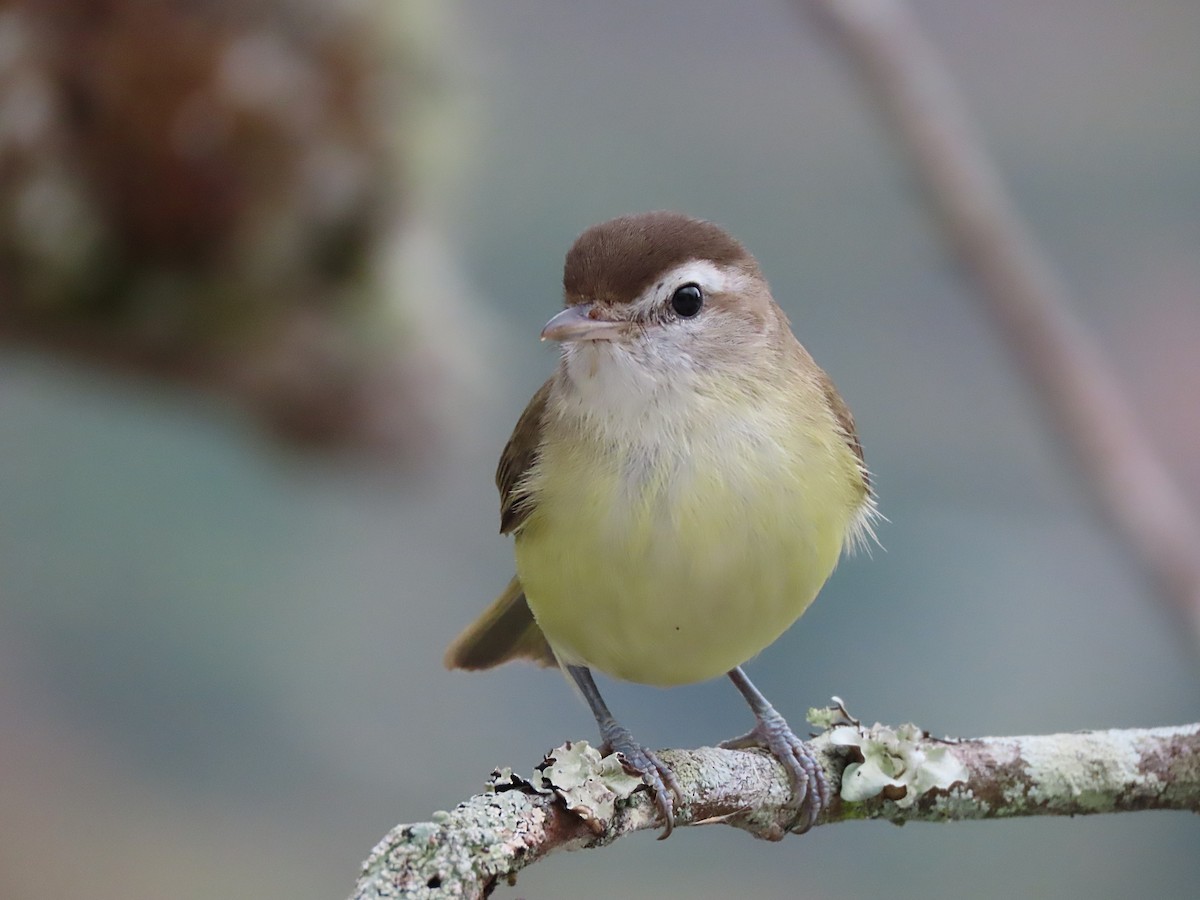 Brown-capped Vireo - ML570460901