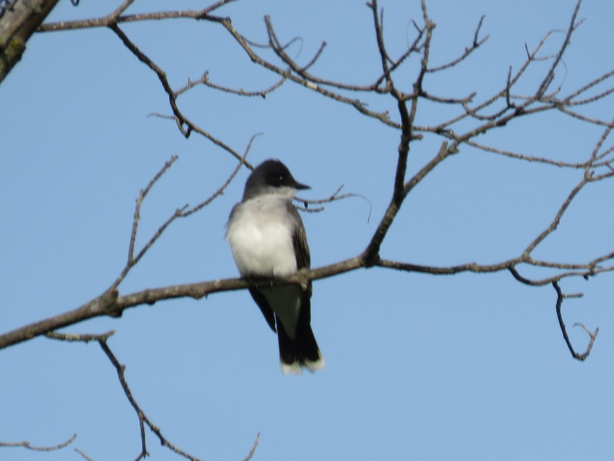 Eastern Kingbird - ML570460991