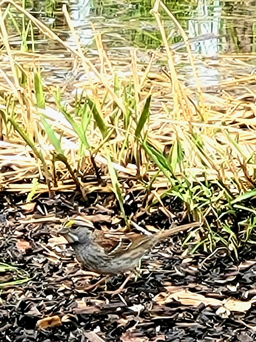 White-throated Sparrow - ML570461151