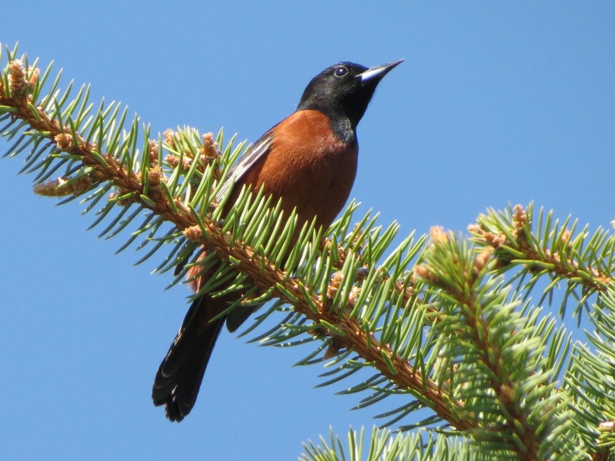 Orchard Oriole - ML570461431