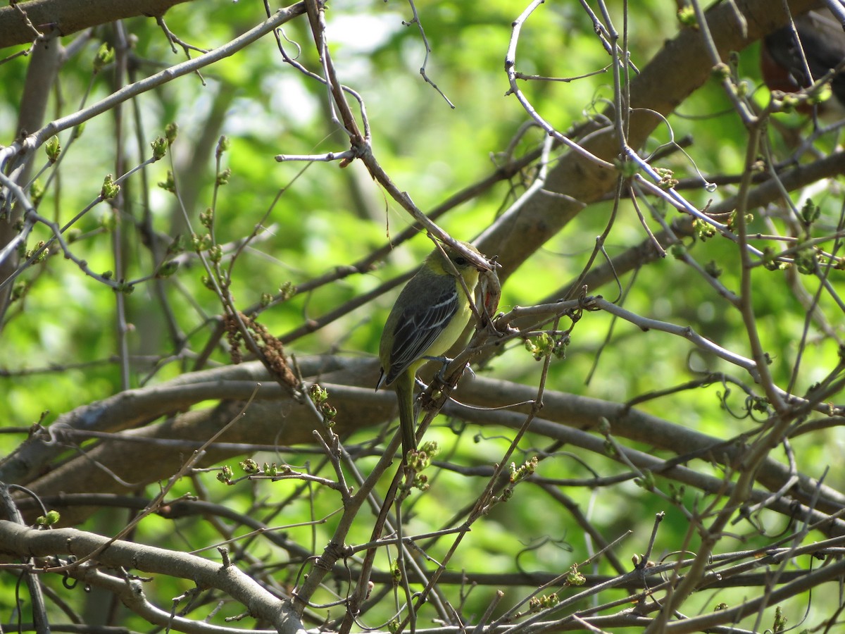 Orchard Oriole - ML570461761