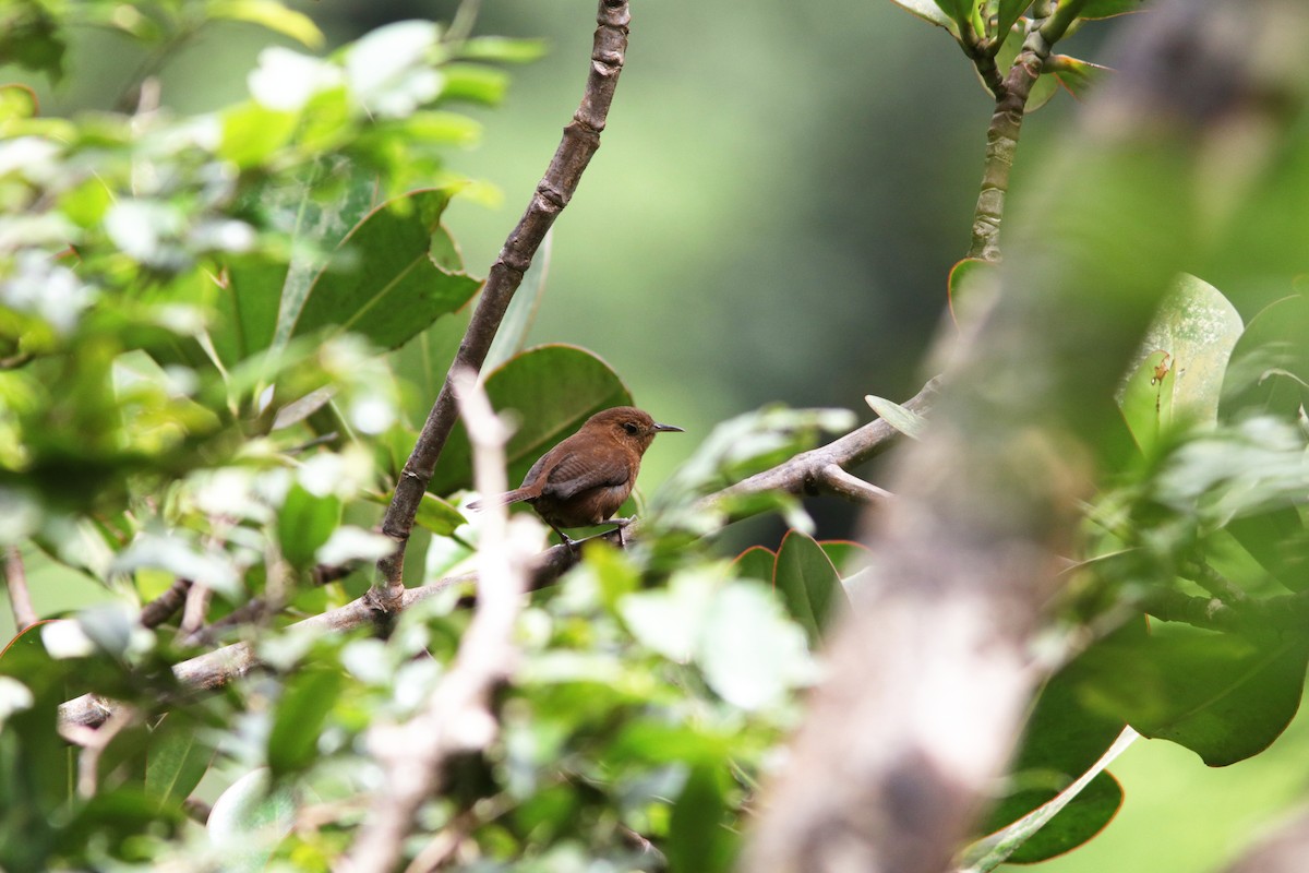 House Wren (Dominica) - ML570462121