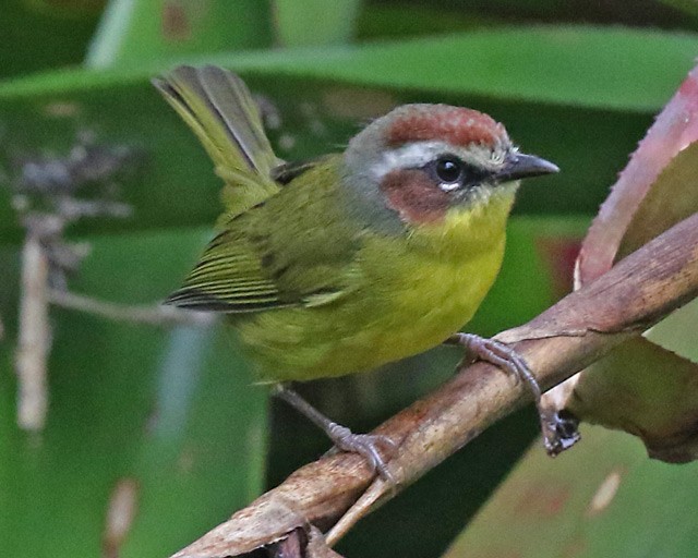 Chestnut-capped Warbler - ML570462901